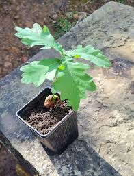 Image result for oak sapling