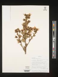 Image result for Hibiscus fuscus