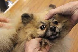 How To Assess For Insufficient Closure Of The Fontanel The Pomeranian Club Uk