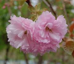Image result for Prunus serrulata