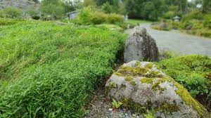 Image result for Pleioblastus fortunei