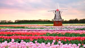 Resultado de imagem para holland