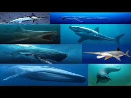 Videos Matching Shark Size Comparison Revolvy