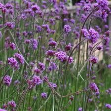Verveine De Buenos Aires Plants Backyard Inside Outside