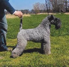 Contrary to first impressions, these beautiful hunks are often gentle at heart and ready to join alongside loving families and active singles. Kerry Blue Terrier Wikipedia