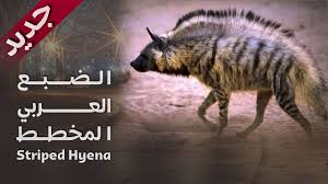 1988 مشاهد نادرة لحيوان الضبع العربي الضبع المخطط العراق Youtube Striped Hyena Hyena Movie Posters