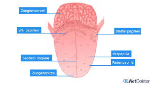 Ein gutes beispiel sind entzündungen der mandeln (tinsillitis). Belegte Zunge Zungenbrennen Ursachen Und Diagnose Netdoktor