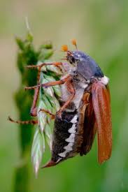 Net als vorig jaar is de tekening van de maand mei weer een 'meikever'. 25 Ideeen Over Insects Kevers Insecten Libelle Tekening