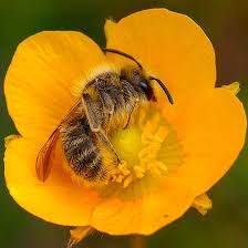 Angelina stood perfectly still, covered in bees for 18 minutes without a sting. Sites Guerlain Int Site Guerlain