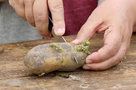 You want to know how to grow potatoes and you want to start off in the best way possible. How To Plant Potatoes Garden Gate