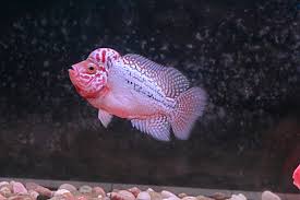 Boon aquarium, sungai petani, kedah, malaizija — atrašanās vietu kartē, atsauksmes. Unique Aquarium Home Facebook