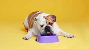 £1,690 for kc registered dogs £1. Best Dog Foods For English Bulldogs Puppies Adults Seniors