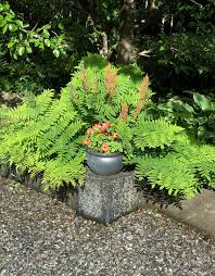 Image result for Osmunda regalis