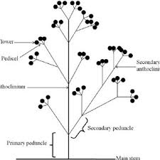 Image result for Boerhavia cordobensis