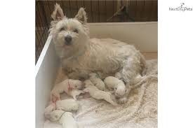 We did not find results for: Akc Male West Highland White Terrier Westie Puppy For Sale Near Buffalo New York F16e7a25 B6b1