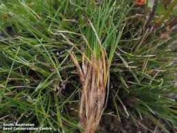 Image result for Schoenus