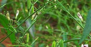 Maybe you would like to learn more about one of these? Loai Cay Trá»‹ Cac Bá»‡nh Ä'Æ°á»ng Ho Háº¥p Ráº¥t Hiá»‡u Quáº£ NhÆ°ng It NgÆ°á»i Biáº¿t Ä'áº¿n Tráº¡m Y Táº¿ Xa Ba Ä'iá»ƒm