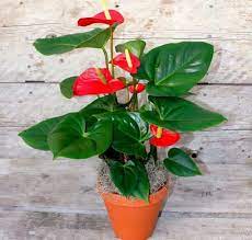Flamingo Lily Anthurium Care And Cultivation In Room Condition