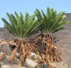 Image result for Encephalartos schmitzii