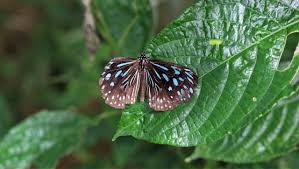 The kuala lumpur butterfly park is suitable for all ages and provides for an excellent place to bring your family for a truly unforgettable outing. Kuala Lumpur Butterfly Park 2021 All You Need To Know Before You Go Tours Tickets With Photos Tripadvisor