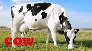 Tickets heute reduziert, sichern sie ihre sitzplätze, deutschland tickets 2021 T Farm Animals In A Ti Modern Manufacture