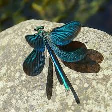 Black Book Winds Of Change Bug Pin By Ardie On Butterfly