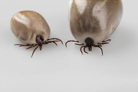 Wanneer die besmet zijn met de bacterie borrelia burgdorferi en zich voeden met het bloed van hun gastheer, kunnen ze de ziekte van lyme overdragen via het bloed. Wat Zijn De Late Verschijnselen Van Lymeziekte Biowetenschappen Maatschappij