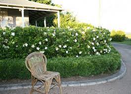 August Beauty Gardenia Shrub August Beauty Gardenia Garden Hedges Gardenia Shrub