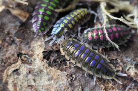 Image result for Isoglossa gregorii