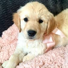 Golden retriever puppy dog pet cute animal young portrait purebred dog mammal. Washington Delightful Golden Retriever Puppies Home Facebook