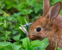 Why would you keep rabbits away? How To Keep Rabbits Out Of Your Garden Garden Design