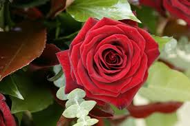 ছাএলীগ ভক্ত সিয়াম is on facebook. Free Photo A Rose Flower Flower Pink Red Free Download Jooinn