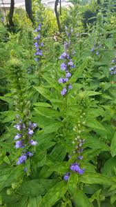 Image result for Lobelia uliginosa