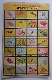 India Educational School Chart Paper Print Poster Insects
