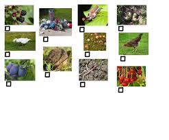 Https Www Naturmuseumsg Ch Wp Content Uploads 2019 05 02 Winterspeck Und Pelzmantel Pdf