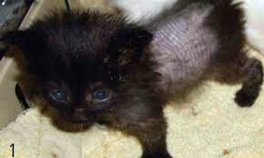 In acquired hair loss, the cat is born with a normal hair coat. Hair Loss In Cats Clinician S Brief