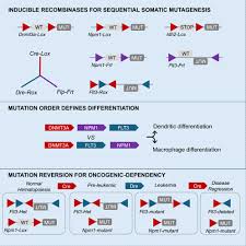 Image result for Blue Vela 2008 147