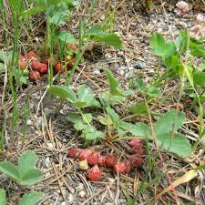 Image result for Wild Strawberry 1990 Tracer