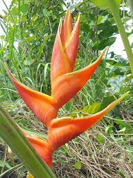 Pin On Pp Gingers Heliconias