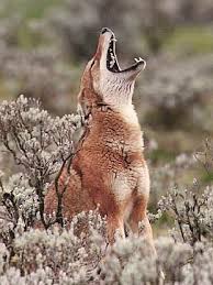 See full list on ldtaxonomy.com Wolves Of The World The Ethiopian Wolf Canis Simensis Ethiopian Wolf Animals Wild Animals