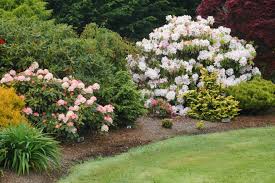 Image result for Nesaea rautanenii