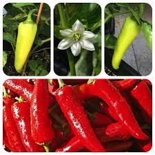 Peperoni ripieni di carne, assolutamente deliziosi! Greek Peperoni Griechischer Gemusepaprika Ganz Wenig Scharfe