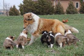 Akc Rough Collie Puppies Rough Collie Rough Collie Puppy Collie Puppies