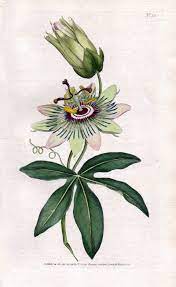 Passionflower Passiflora Passiflora Caerulea Blue Passionflower Bluecrown Passionflower Botanical Illustration Botanical Drawings Vintage Botanical Prints