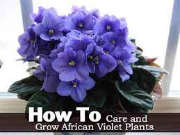 Soon you'll be on your way to filling your shelf with pretty little. African Violet Care How To Grow African Violet Plants Guide