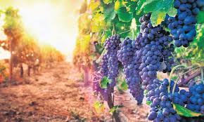 Maybe you would like to learn more about one of these? ZaibÄƒrul Vinul Oltenilor Coltisor De Romania