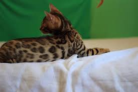 Florida bengals is a member of the tica voluntary responsible breeder program and has been evaluated as a tica outstanding cattery. Bengal Cat Adoption Florida