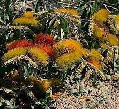 Image result for Combretum microphyllum