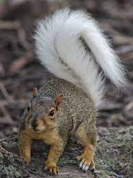 From The Squirrel Cam Fb Page Https Www Facebook Com Squirrelcam And Squirrels Are People Too Https Www Faceboo Animals Beautiful Cute Squirrel Squirrel