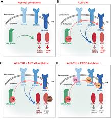 Image result for ALK Inhibitor